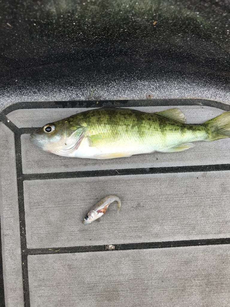 Leech Lake Fishing Report 7-14-21 - Leech Lake Guide Service